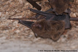 Eastern Cave BatVespadelus troughtoni