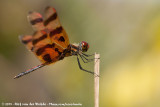 Halloween PennantCelithemis eponina