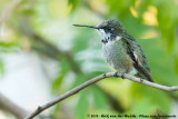 Ruby-Throated HummingbirdArchilochus colubris