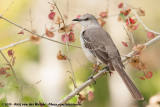 Northern MockingbirdMimus polyglottos polyglottos