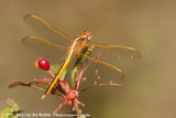 Needham's SkimmerLibellula needhami