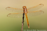 Needham's SkimmerLibellula needhami