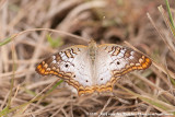 White PeacockAnartia jatrophae guantanamo