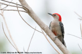 Red-Bellied WoodpeckerMelanerpes carolinus