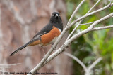 Eastern TowheePipilo erythrophthalmus rileyi