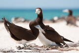 Brown BoobySula leucogaster plotus
