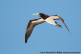 Brown BoobySula leucogaster plotus
