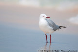 Silver GullChroicocephalus novaehollandiae forsteri
