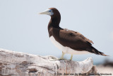 Brown BoobySula leucogaster plotus