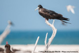Great FrigatebirdFregata minor palmerstoni