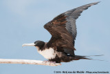 Great FrigatebirdFregata minor palmerstoni