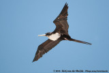 Great FrigatebirdFregata minor palmerstoni