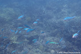 Green ChromisChromis viridis
