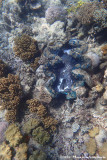 Giant ClamTridacna gigas