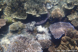 CoralsAnthozoa indet.