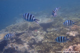 Scissortail SergeantAbudefduf sexfasciatus