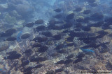 Fish species