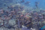 PaddletailLutjanus gibbus