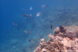 Scissortail SergeantAbudefduf sexfasciatus
