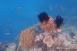 Fish and Coral Reef