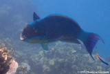 Steephead ParrotfishChlorurus microrhinos