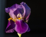 Photos of the Month - May 2018