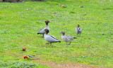 4 Eastern Rosellas and 4 Wood Ducks - through the window