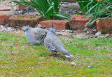 Crested Pigeons