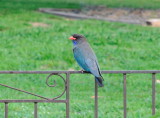 Dollar Bird - haven't see one of these for about 30 years, great excitement!