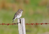 Jacky Winter - singing his little heart out.