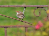 Female Blue Wren