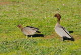 Spring is here, the Wood Ducks have arrived.