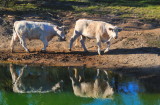 Walking Photos