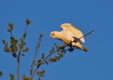 Corella - tasting the new growth on the Oak Tree.