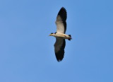 Spur-winged Plover protecting its young, you can see the spurs on its wings.