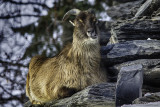 18-02-17 Un Zoo l'Hiver, Granby