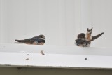 DSC_3464.jpg