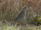 DSC_5016.jpg