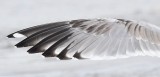 DSC_4588.jpg