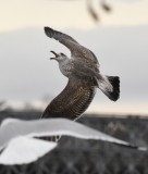 DSC_6610.jpg