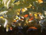 The fish in the pool in St. Louis Union Station