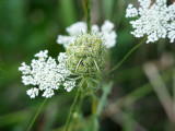 Queen Anne Lace, I think - Forest Park, St. Louis