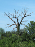 At Forest Park, St. Louis