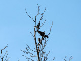 The swallows at Forest Park, St. Louis