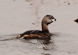Pied-billed Grebe; breeding