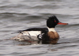 Red-breasted Merganser; male