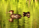 Hooded Mergansers; female with fledgelings