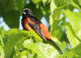 Orchard Oriole; male