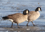 Cackling Geese