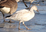 Snow Goose; immature light morph